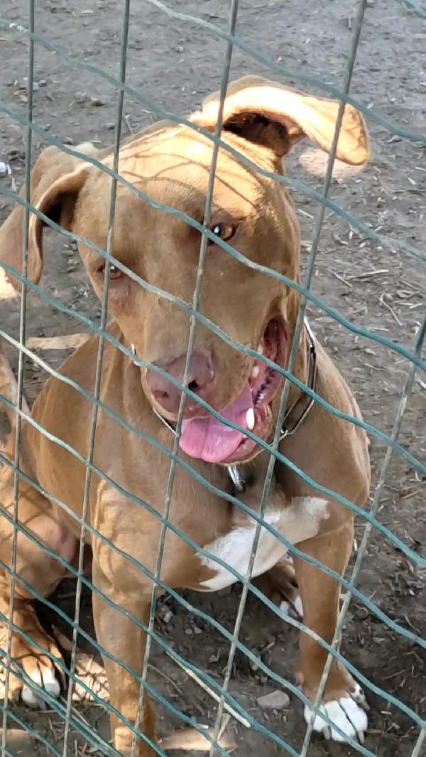Simil Pittbull Red Nose - ZORO Foto 3
